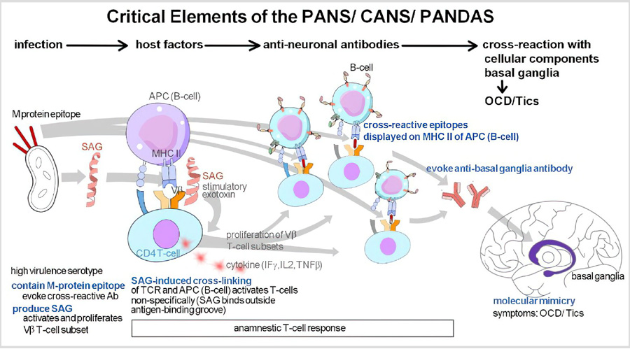 PANS Responding to Plasmapheresis Treatment