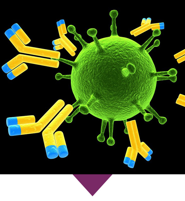 Antibodies Recognize Infectious Agent