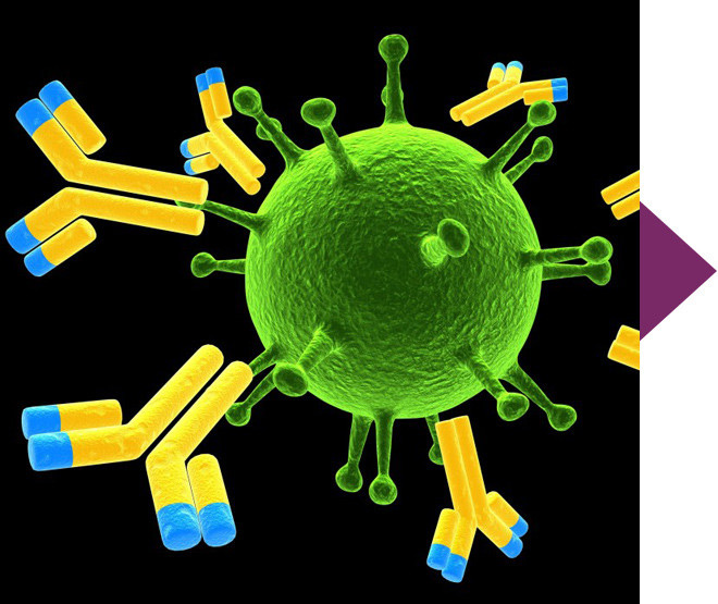Antibodies Recognize Infectious Agent